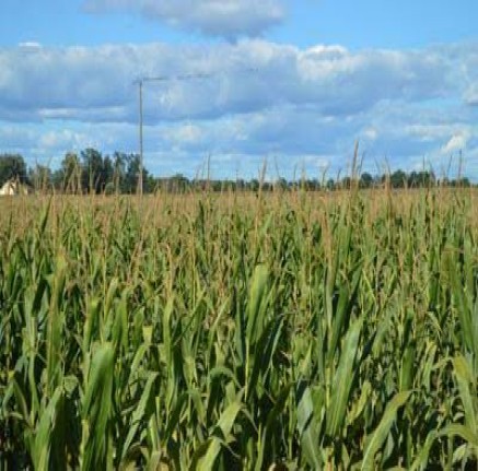 Sweet Corn Farm Produce