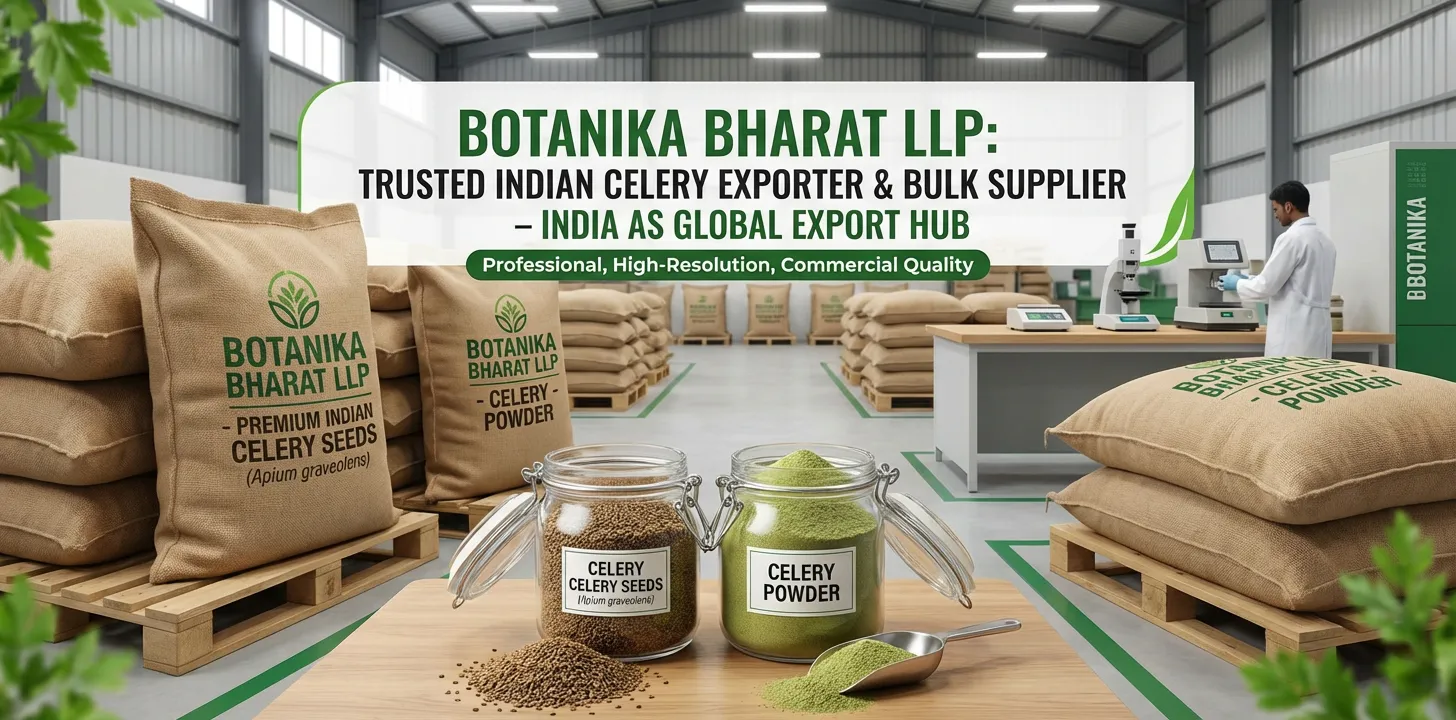 Celery – Botanika Bharat LLP, Indian celery exporter, celery seeds celery powder Apium graveolens soups stews pickles spice blends seasoning, Rudrapur Uttarakhand.
