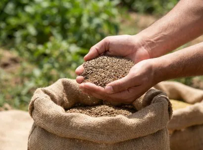 Cumin Seeds | Botanika Bharat LLP Spices Herbs Ashwagandha Turmeric Oleoresins Essential Oils Rice Bulk Spice Exporter Wholesale India