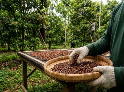 Cloves | Botanika Bharat LLP Spices Herbs Ashwagandha Turmeric Oleoresins Essential Oils Rice Bulk Spice Exporter Wholesale India