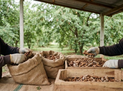 Tamarind | Botanika Bharat LLP Spices Herbs Ashwagandha Turmeric Oleoresins Essential Oils Rice Bulk Spice Exporter Wholesale India