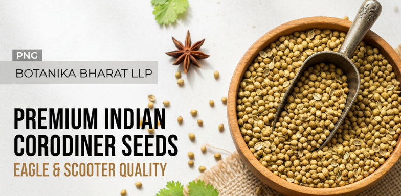 Premium Indian coriander seeds (Dhaniya) ready for export