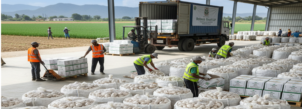 Fresh Indian garlic bulbs for export, sourced from Mandsaur